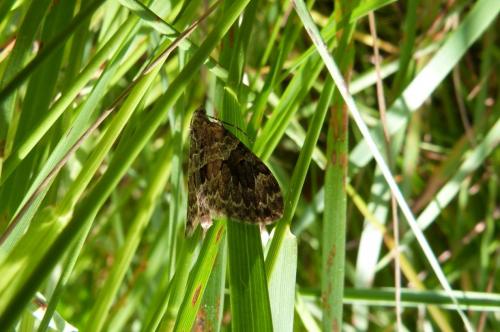 Thera sp.