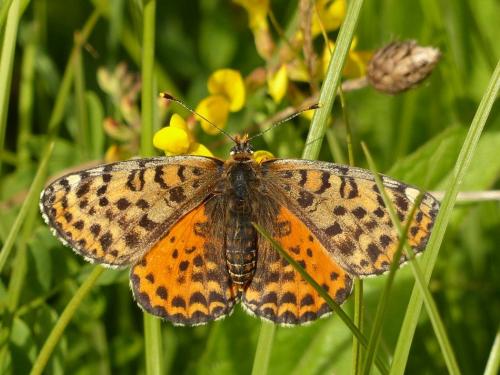Réf. 102 934 : Melitaea didyma