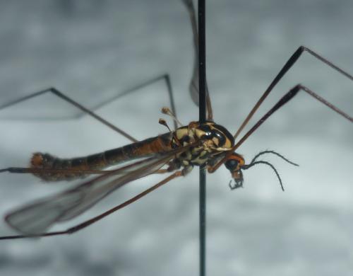 Nephrotoma appendiculata