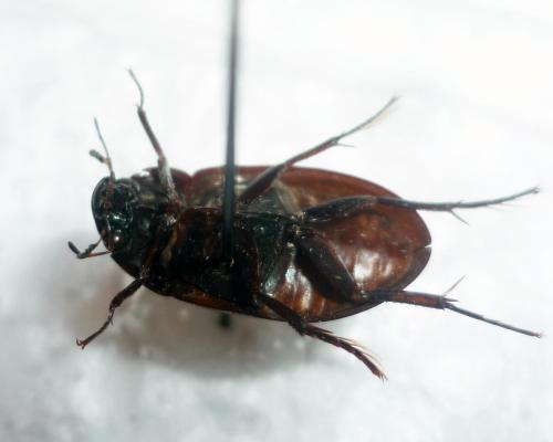 Réf. 102 512 : Hydrochara caraboides