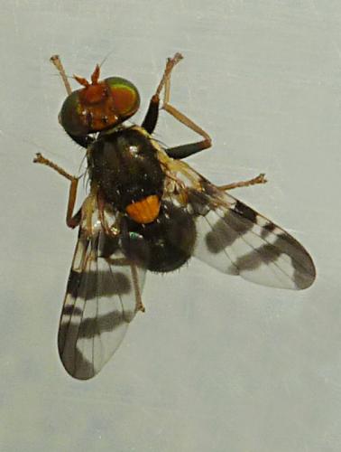 Rhagoletis cerasi