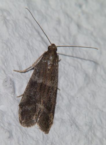 Vitula biviella