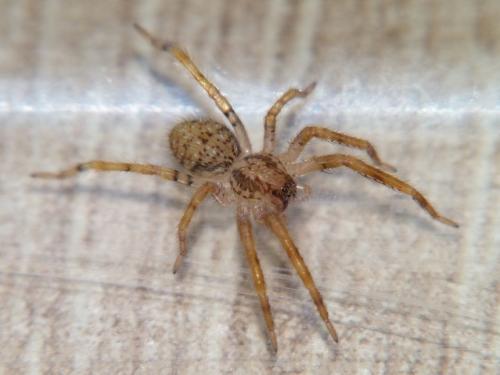 Zoropsis sp.