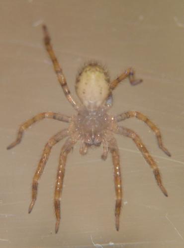 Zoropsis sp.