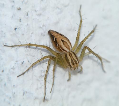 Réf. 102 531 : Oxyopes sp.