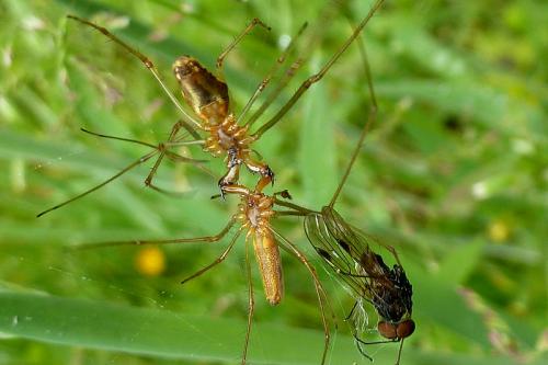 Réf. 102 871 : Tetragnatha sp.