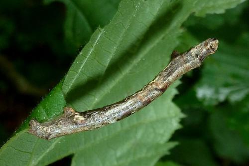 Ectropis crepuscularia