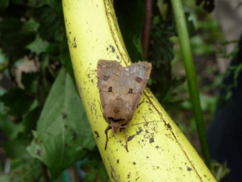 Réf. 102 658 : Agrotis exclamationis