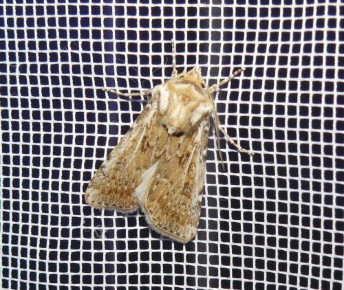 Agrotis ripae