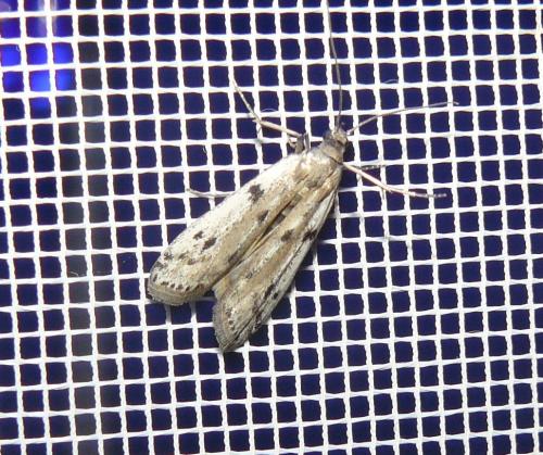 Phycitodes binaevella