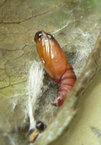 Acleris bergmanniana