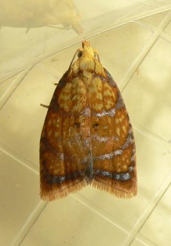 Acleris bergmanniana