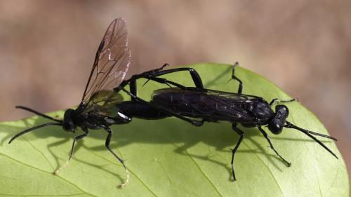 Réf. 102 036 : Macrophya blanda