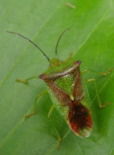 Acanthosoma haemorrhoidale haemorrhoidale