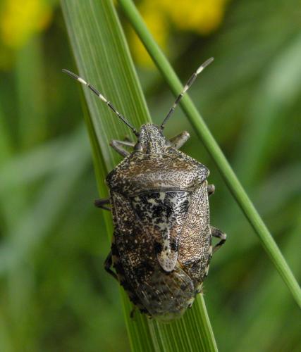 Réf. 102 726 : Rhaphigaster nebulosa