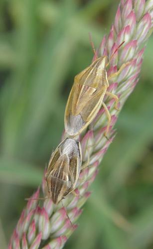 Réf. 102 278 : Aelia acuminata
