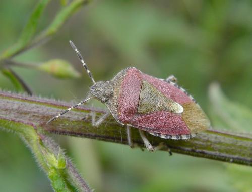 Réf. 102 785 : Dolycoris baccarum