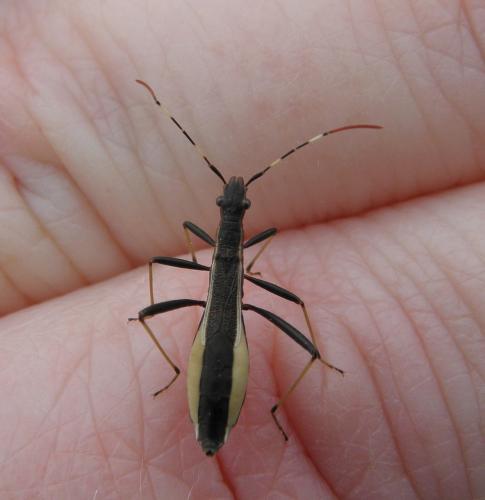 Micrelytra fossularum