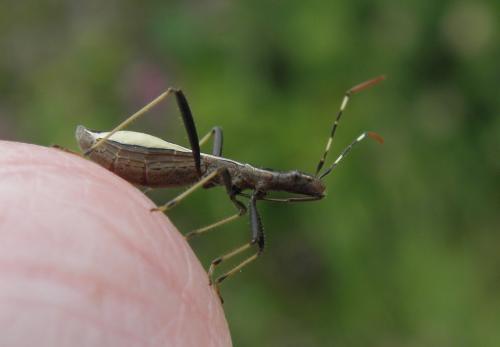 Micrelytra fossularum