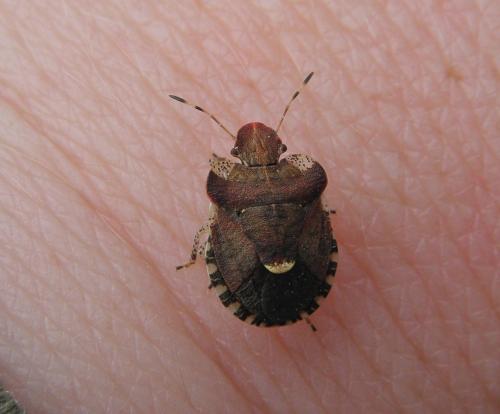 Dyroderes umbraculatus