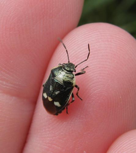Eurydema oleracea