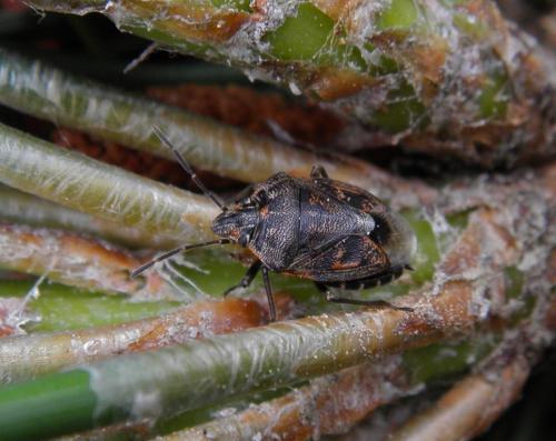 Réf. 102 388 : Holcogaster fibulata