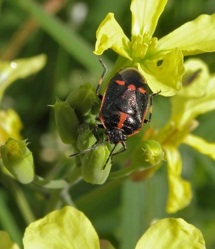 Eurydema oleracea