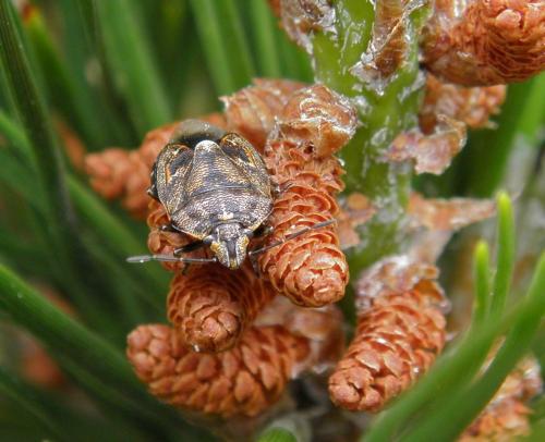 Réf. 102 390 : Holcogaster fibulata