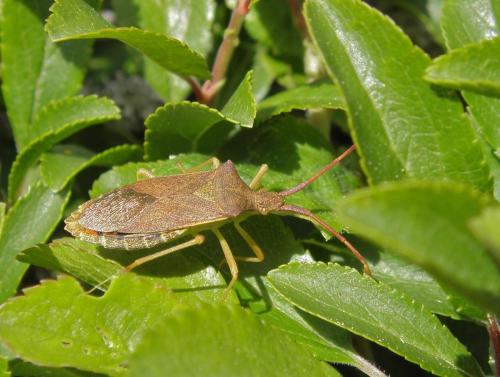 Gonocerus acuteangulatus