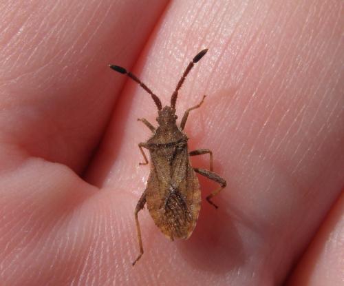 Coriomeris affinis
