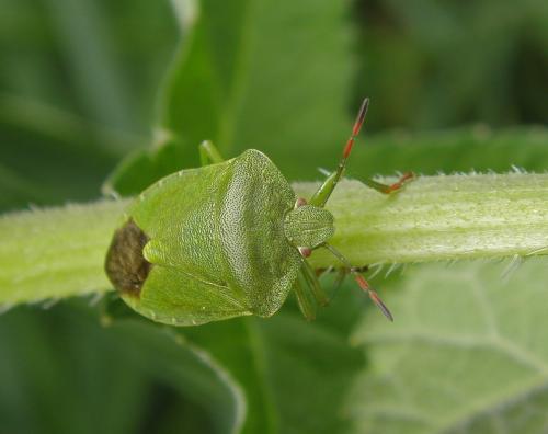 Réf. 102 045 : Palomena viridissima