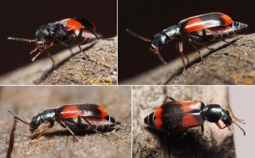 Réf. 102 079 : Anthocomus equestris