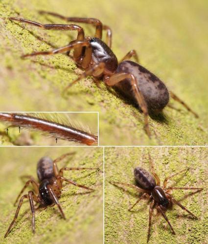 Réf. 102 301 : Segestria senoculata