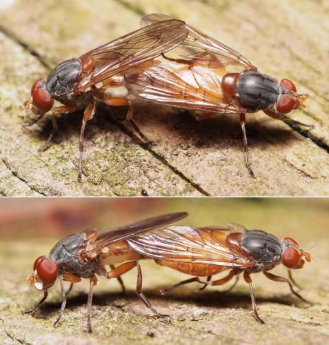 Réf. 102 119 : Brachyopa scutellaris