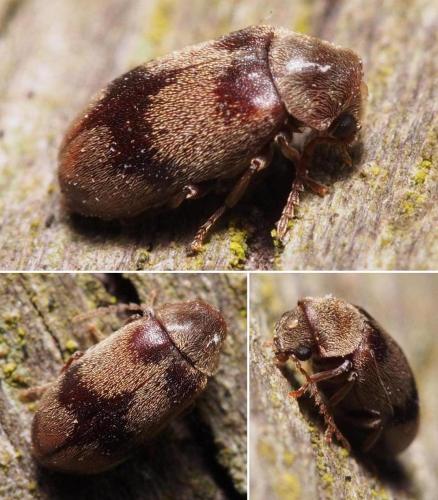 Réf. 102 124 : Ochina ptinoides