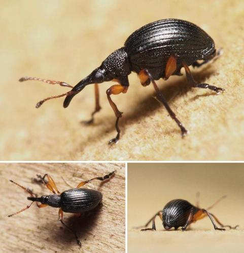 Protapion difforme