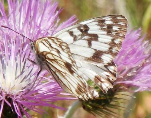 Melanargia occitanica