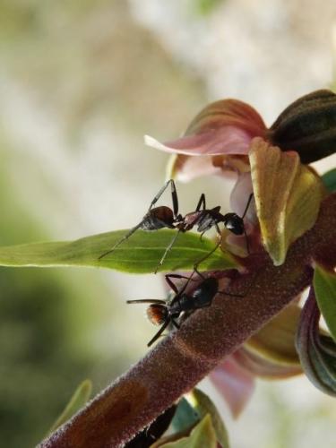 Camponotus cruentatus