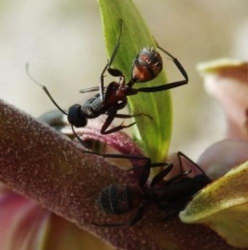 Camponotus cruentatus