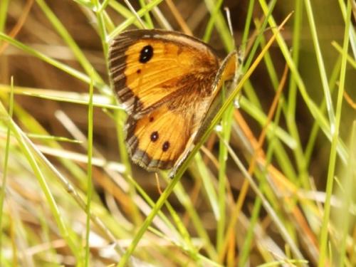 Réf. 102 496 : Pyronia bathseba