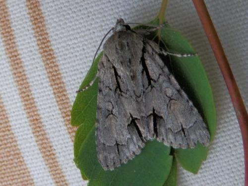Réf. 102 565 : Acronicta tridens