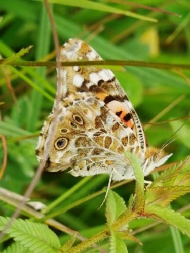 Réf. 102 729 : Vanessa cardui