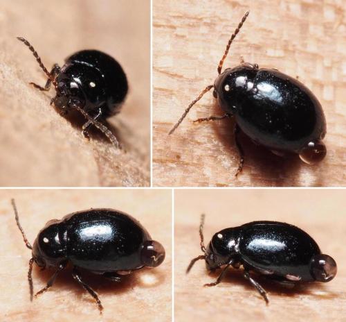 Hermaeophaga mercurialis