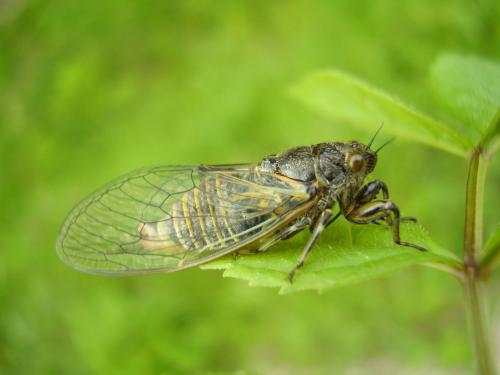 Réf. 102 732 : Cicadetta sp.