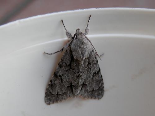 Réf. 102 764 : Acronicta psi