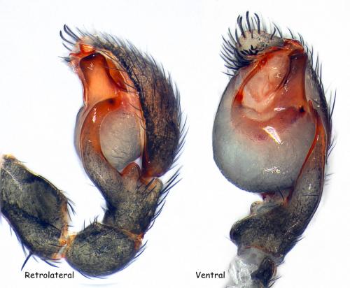 Réf. 102 229 : Phrurolithus nigrinus