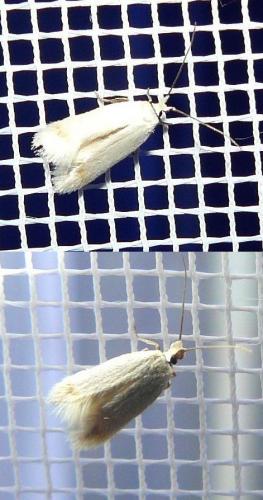 Opostega salaciella