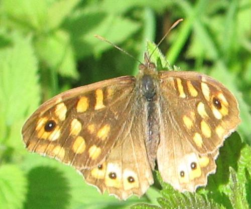 Pararge aegeria