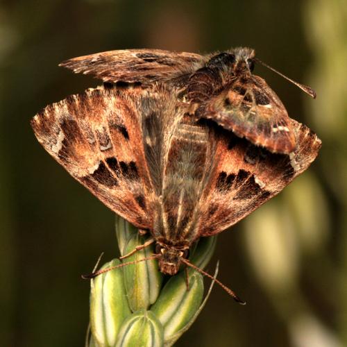 Réf. 102 269 : Carcharodus alceae
