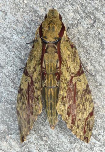 Amphimoea walkeri